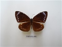 藏品(小紫斑蝶)的圖片